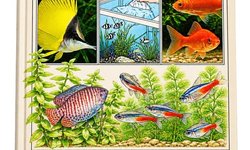 You and Your Aquarium Book - Used