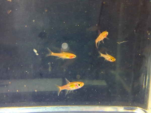 Boraras Brigittae