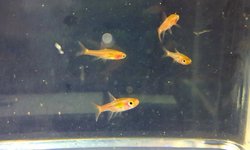 Chili Rasbora (group of 6)