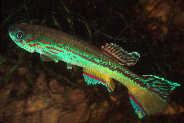 A Fundulopanchax amieti "Edea Yaounde" from another lot