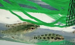Checkerboard Cichlid  (group of 4)