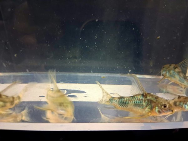 Corydoras paleatus