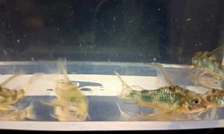 Hi Fin Pepper Cory (grp of 6)