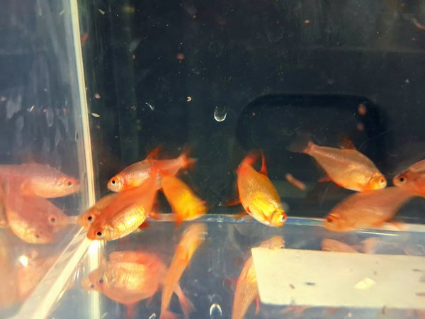 Hyphessobrycon sp. "Muzel"