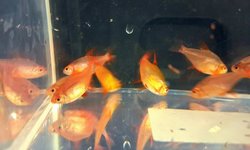 Red Cherry Tetra (grp of 8)