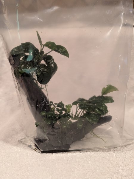 Anubias on wood