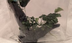 Photo 2 of Anubias on wood