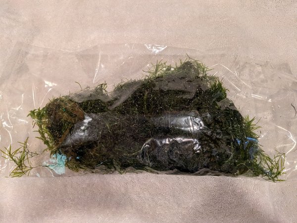 Anacharis, Guppy grass, Java moss