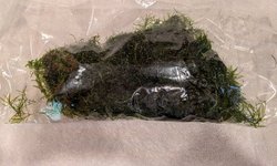 Anacharis, Guppy grass, Java moss