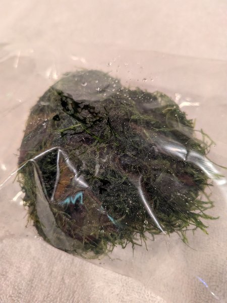 A Java moss from another lot