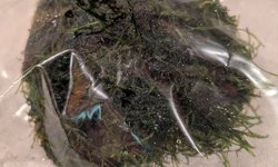 Java Moss