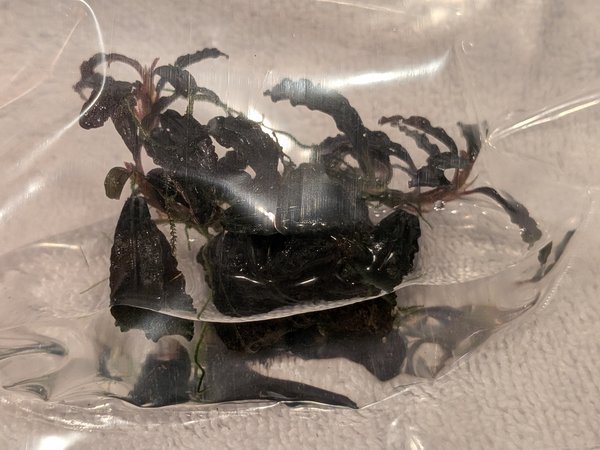 Bucephalandra