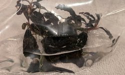 Bucephalandra