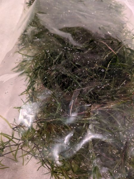 Guppy Grass