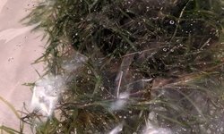 Guppy Grass