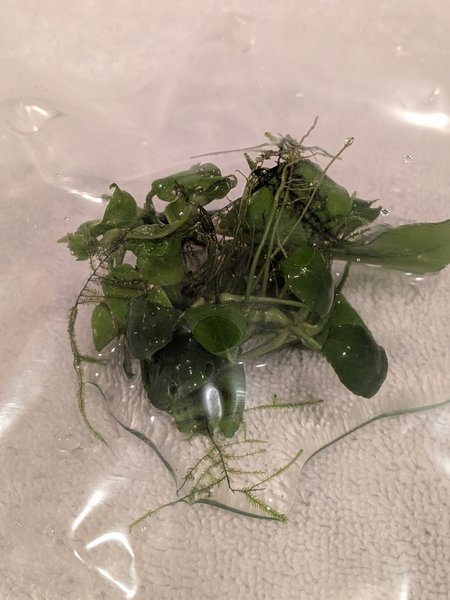 Anubias