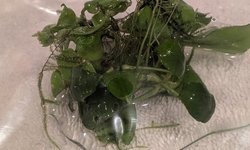 Anubias