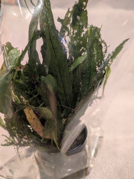 Java fern pottted