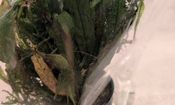 Java fern pottted