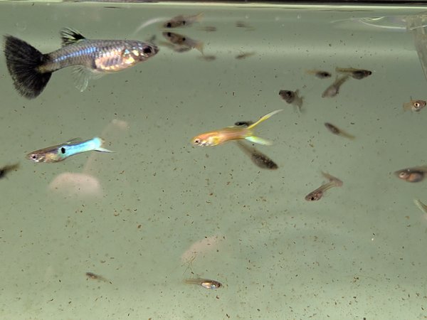 Blue Endlers