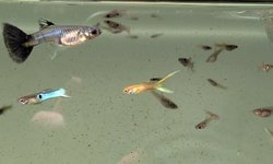 Blue Endlers