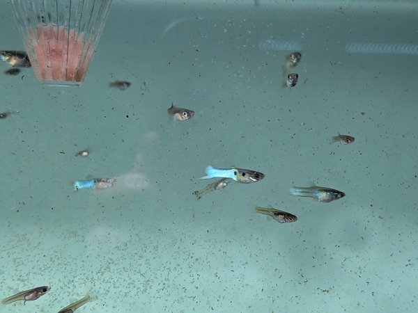 Blue Endlers