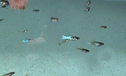 Blue Endlers