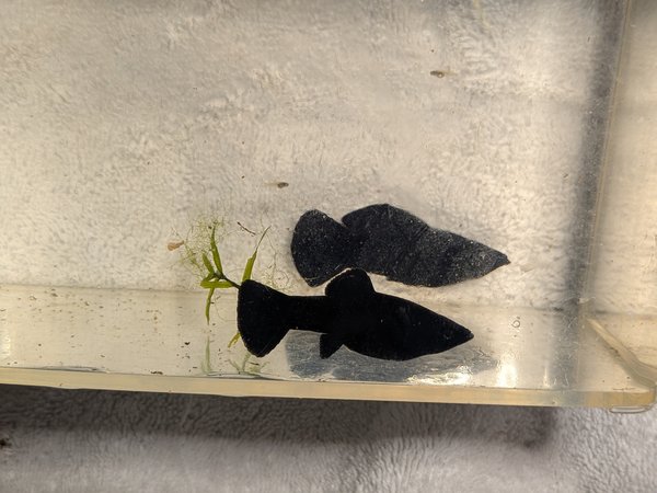 Black Molly Pair