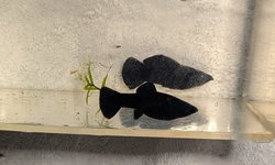 Black Molly Pair