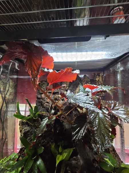 One of my begonias, grown from a cutting in a tree frog tank
