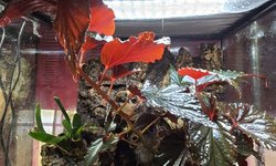 Begonia 'Arabian Sunset' cuttings