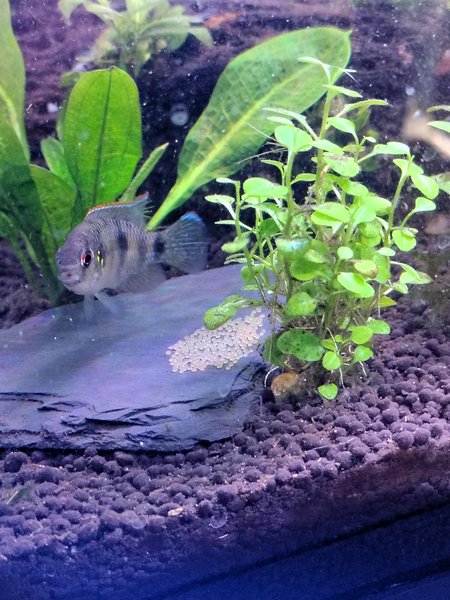 Butterfly Cichlids group of 6