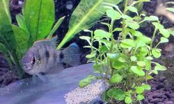 Butterfly Cichlids group of 6 (lot 2)