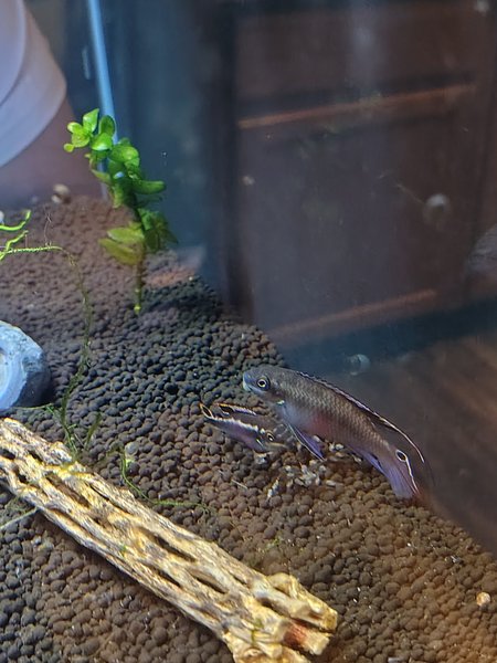 Kribensis group of 6