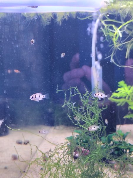 Butterfly Cichlids group of 6