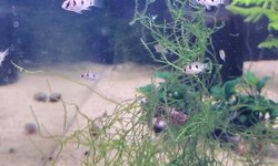 Photo 2 of Butterfly Cichlids group of 6