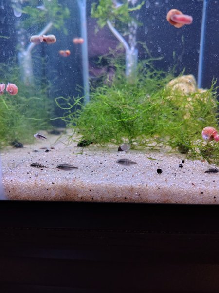 Kribensis group of 6