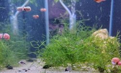 Kribensis group of 6 (lot 2)