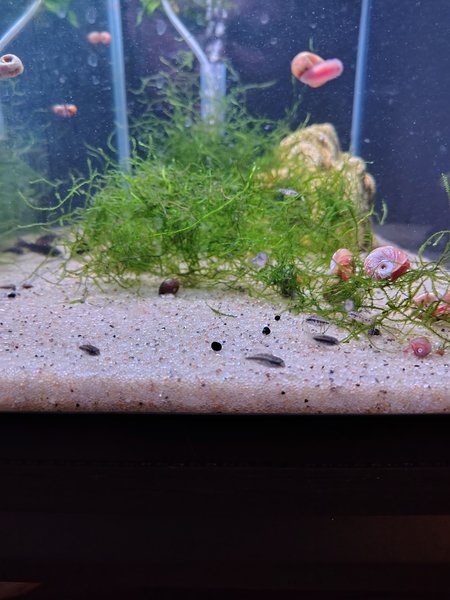 Kribensis group of 6