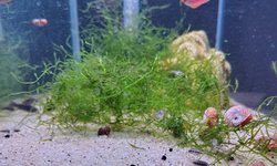 Photo 2 of Kribensis group of 6