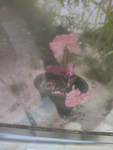 Dwarf lily