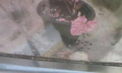 Dwarf lily