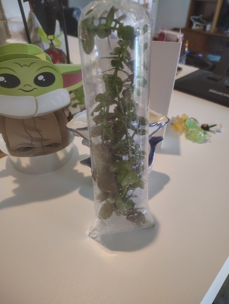 Bacopa