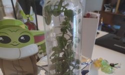 Bacopa