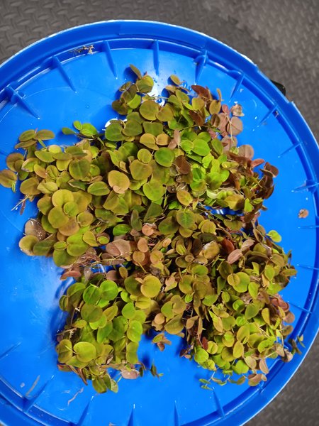 Red Root Floater plants