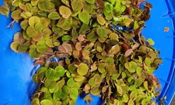 Red Root Floater plants