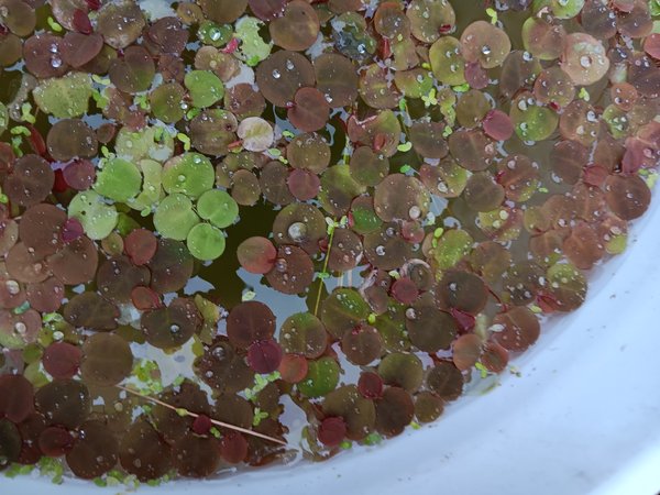 Red Root Floaters