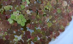 Red Root Floaters