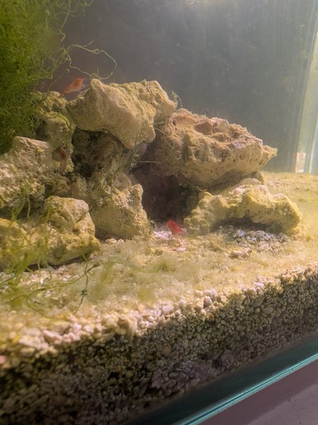 Halocaridina rubra + Brackish Chaeto