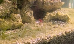 Halocaridina rubra + Brackish Chaeto